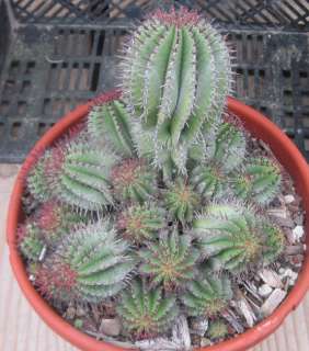 Euphorbia polygona Clumping Hedgehog Stems Red Spines And Flowers 