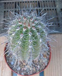 Carnegiea gigantea Saguaro Cactus 17  