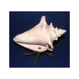 Conch Shell Mounted On Antique Chicken Foot Base 