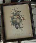 Beautifully Framed Print, J.L. Prevost, Pears, Peaches, Plums and 