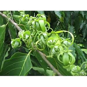  Cananga odorata   Ylang Ylang Perfume Tree 25 seeds 
