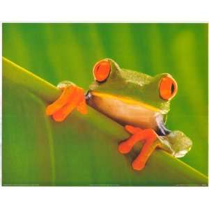  Red Eyed Frog On Leaf   Photography Poster   16 x 20
