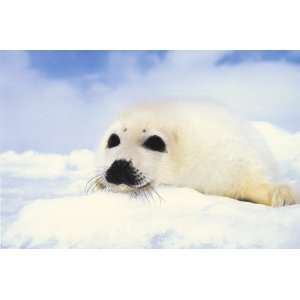  Baby Harp Seal   Inspirational Posters   24 x 36