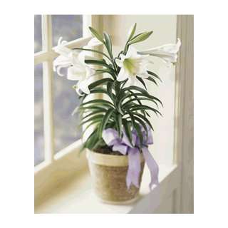  Easter Lily Plant Patio, Lawn & Garden