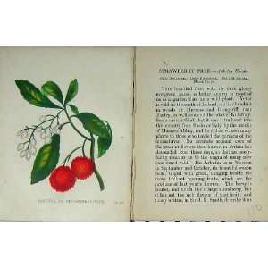   Anne Pratt Arbutus Strawberry Tree Colour 