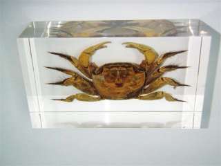 Crab   Chinese River Crab Specimen (Lucite Paperweight)  