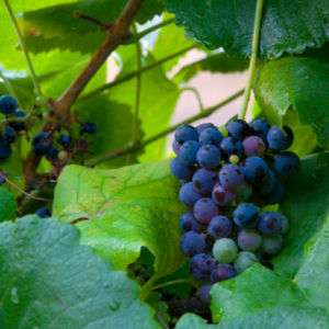 25 Heirloom California Wild Grape Seeds  
