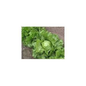  Iceberg Lettuce Seeds Germination Tested Patio, Lawn 