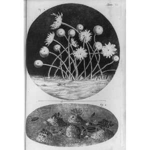  Magnified view,spores,Robert Hooke,Micrographia,c1665 