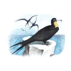   Frigate (Man of War Bird) 12x18 Giclee on canvas