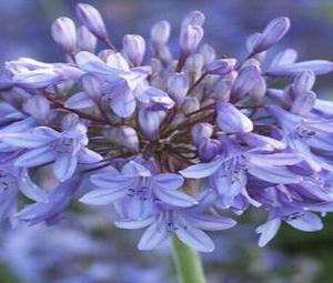 LILY of the NILE AFRICAN LILY    2 Flower Seeds + GIFT  