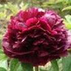 5pcs Deep Purple Peony Flower Seeds DIY Home Garden Fresh Plant