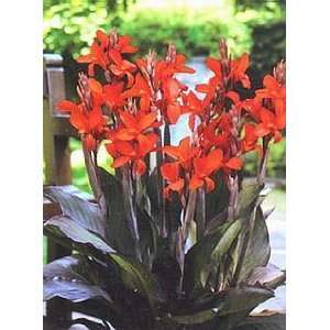  Crimsom Red Canna Lily 2 Seeds Patio, Lawn & Garden
