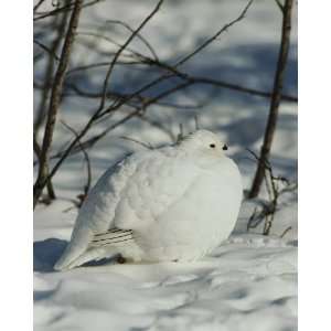 National Geographic, White Tailed Ptarmigan, 16 x 20 Poster Print 
