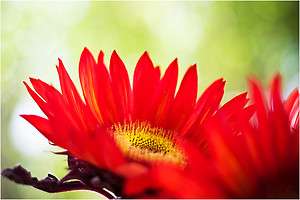 sunflower, RED SUN, 50 seeds GroCo  