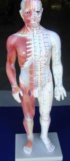   Anatomy Professional Medical Acupuncture Muscle Male 60 Cms 24 IT 120