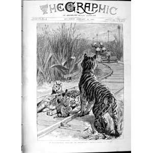   1890 Railway Engineer India Tigers Wild Animals Print: Home & Kitchen