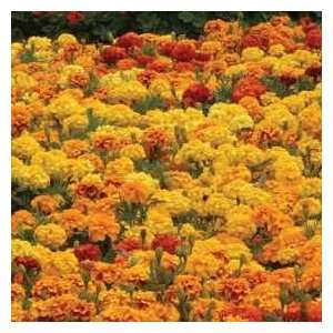  Marigold Zenith Mixed Flower Seeds: Patio, Lawn & Garden