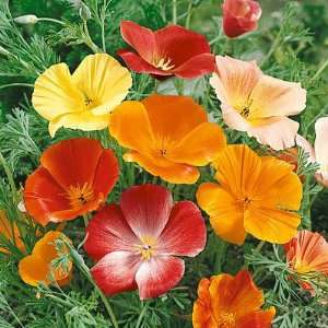  California Poppy Seeds Splendid Mix Patio, Lawn & Garden