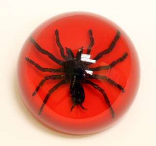TARANTULA Dome Paperweight RED  