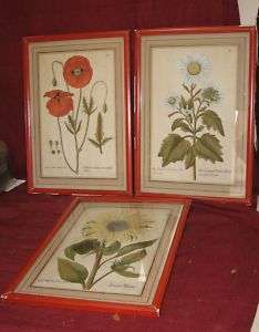 early Antique German Botanical Prints Hand Colored  