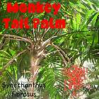Synechanthus fibrosus Monkey Tail Palm Tree LIVE BIG 8 12+inch PALM