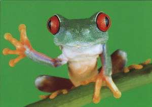 Ansichtskarte winkender Baumfrosch   waving tree frog  