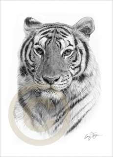 AFRICAN TIGER b&w watercolour LE Art pencil drawing print A4 signed by 