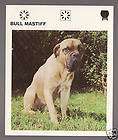 BULLMASTIFF Dog Breed History Photo Picture 1970s CARD