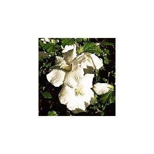   of Sharon (Hibiscus), White, Hefty 30 40 Inch Patio, Lawn & Garden