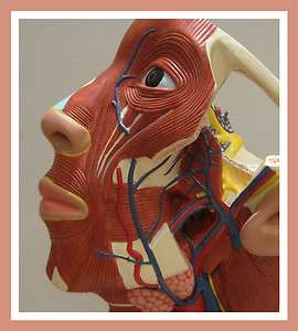 Head Muscle Dissection Anatomy Medical Model  