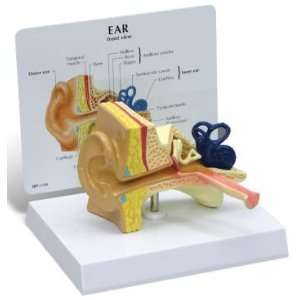  Human Child Ear Anatomy/Anatomical Model #2300 Industrial 