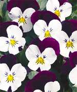 Annual: WHITE JOHNNY JUMP UP PANSY Seeds   Easy To Grow  