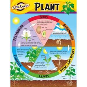   ENTERPRISES INC. CHART LIFE CYCLE OF A PLANT K 3 