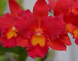 Potinara Flaming Orange Carmela Orchid Plant  