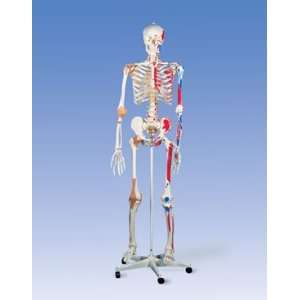 3B Scientific Deluxe Human Skeleton; Pelvic Mount on Roller Stand 