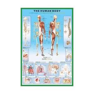   Posters The Human Body   Diagrams   35.5x23.8 inches
