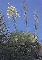 Yucca thompsoniana TREE YUCCA Hardy Exotic SEEDS  