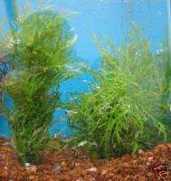 WISTERIA Easy Grow LIVE Aquarium Plant Guppy Bettas  