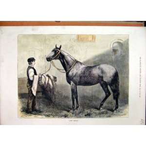  Colour Print 1874 Man Holding Horse Lord Clifden Stable 