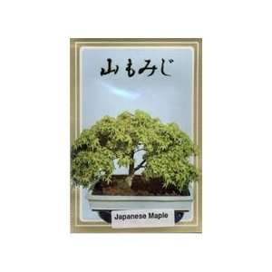  Japanese green Maple Bonsai Tree Seeds: Patio, Lawn 