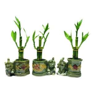  of Lucky Bamboo Arrangements in 3 Different Shapes of Lucky Bamboo 