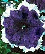 Annual: BLUE FROST PETUNIA Seeds   BEST QUALITY  