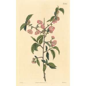   Botanical Engraving of the Double Dwarf Almond