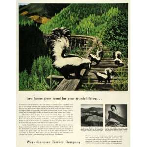 1953 Ad Weyerhauser Timber Wood Forest Skunks Family Pacific Northwest 