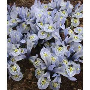  Iris, Katherine Hodgkin 15 Bulbs