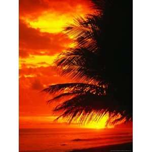  Palm Fronds Silhouetted by Sunset on the Coast, Corcovado 
